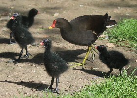 Moorhen
