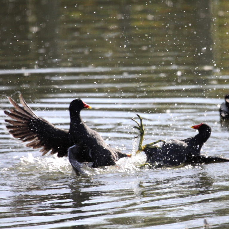 moorhens fighting