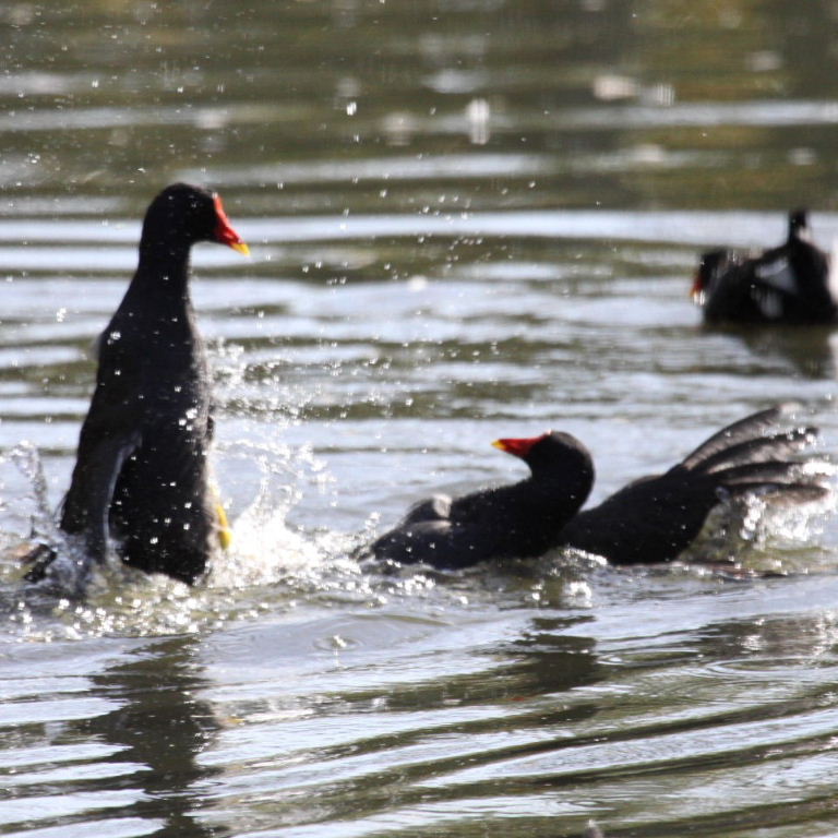 Moorhen