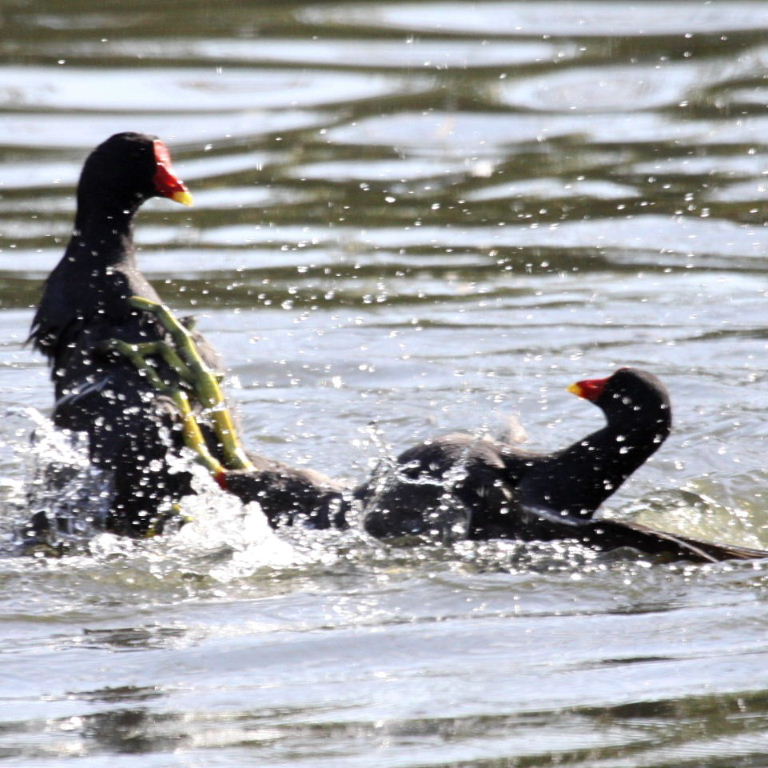 Moorhen fight