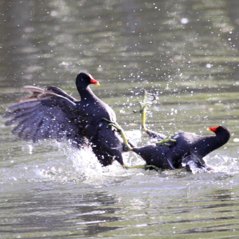 Moorhen fight