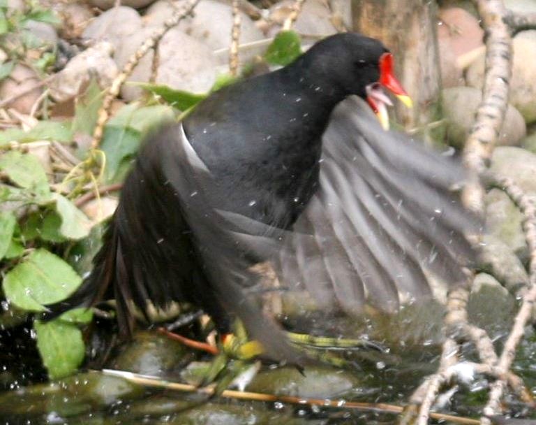 Moorhen