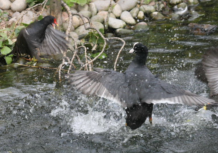 Moorhen and Coot