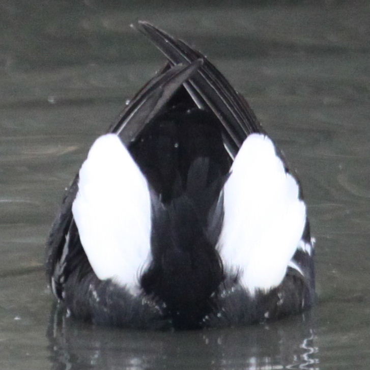 Moorhen tail