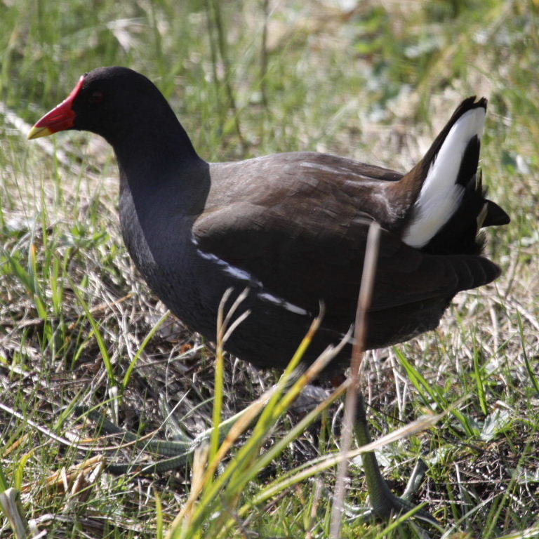 Moorhen undertail