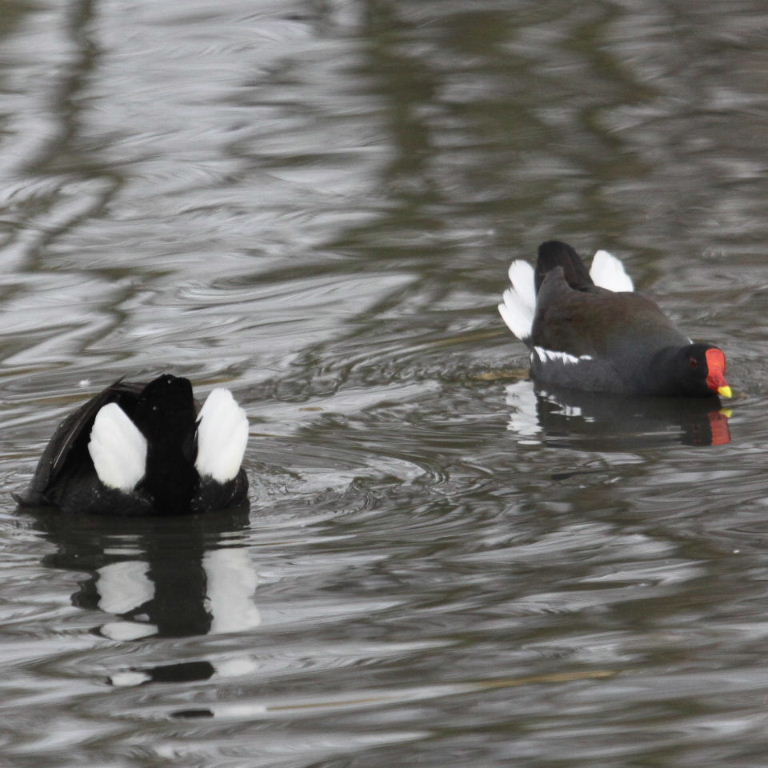 Moorhen undertail