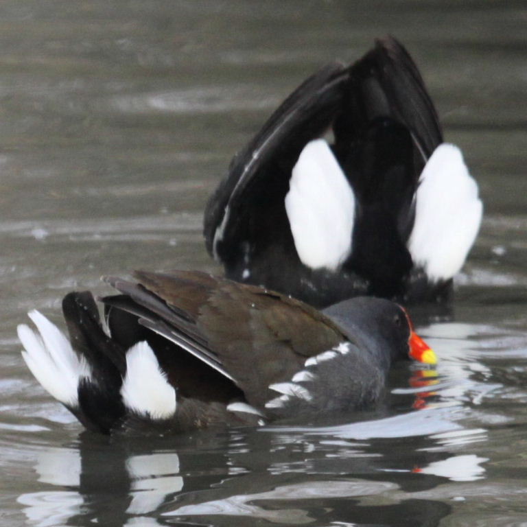 Moorhen undertail