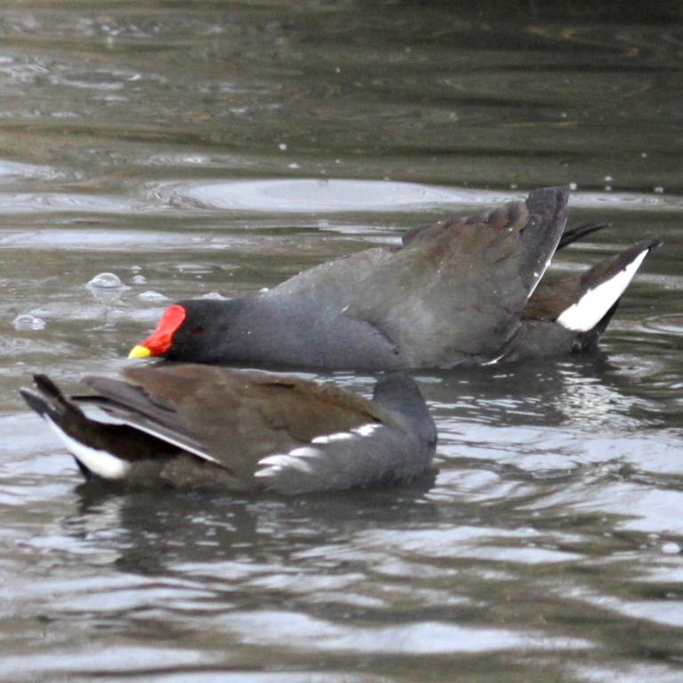 Moorhen undertail