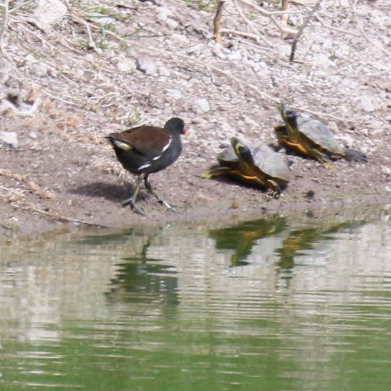 Moorhen and terrapin