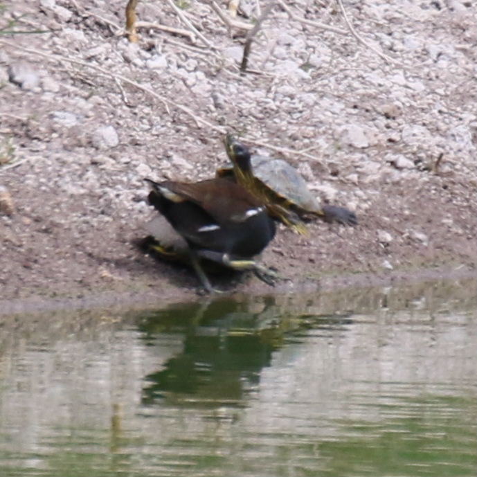 Moorhen and terrapin
