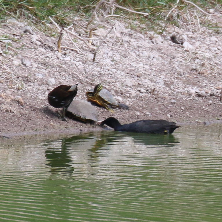 Moorhen and terrapin