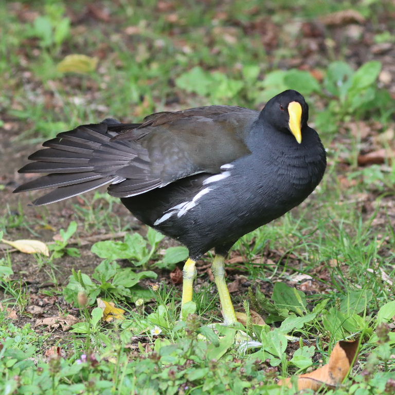 yellow-billed moorhen