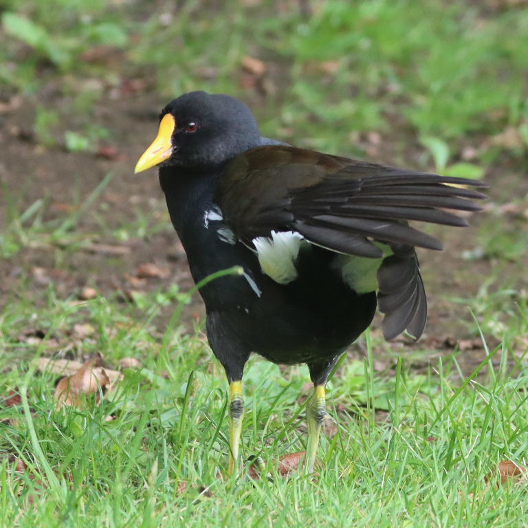 yellow-billed moorhen