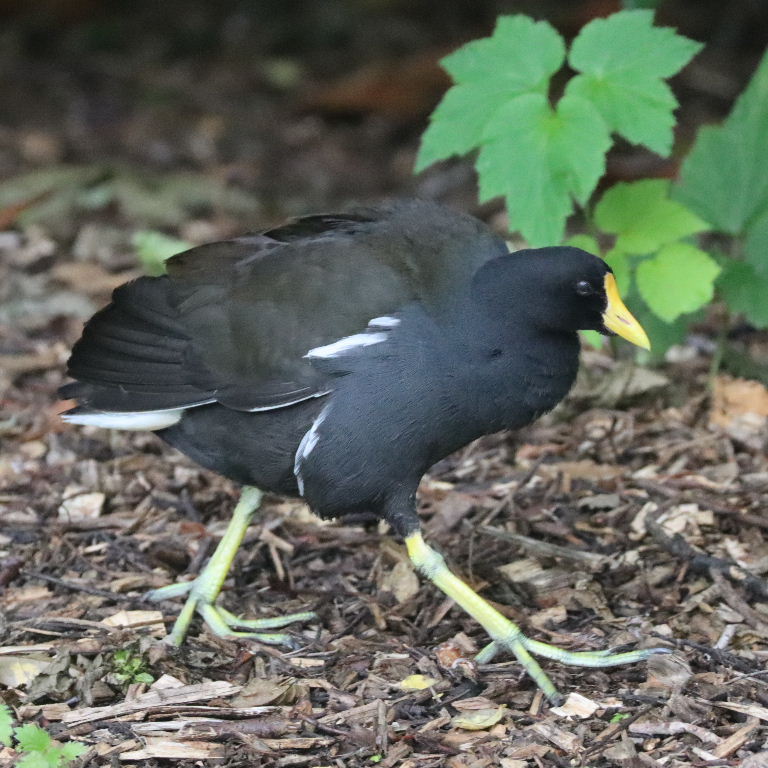 yellow-billed moorhen