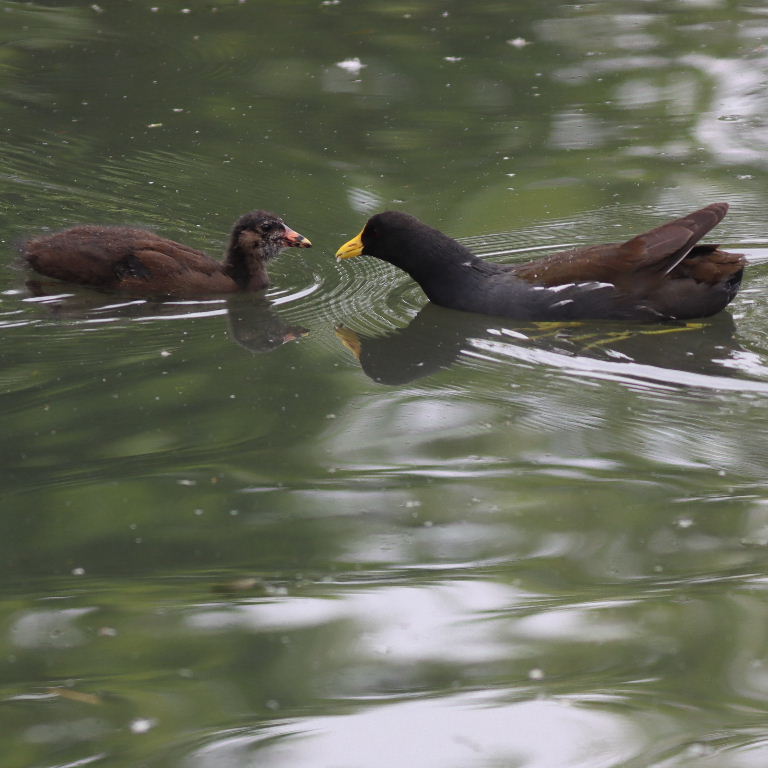 yellow-billed moorhen