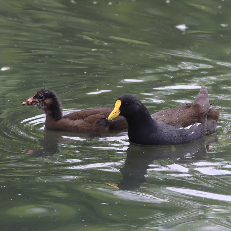 yellow-billed moorhen