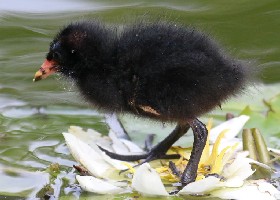 Moorhen chick