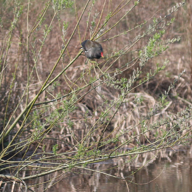 Moorhen in tree