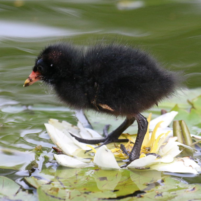 Moorhen chick on waterlily
