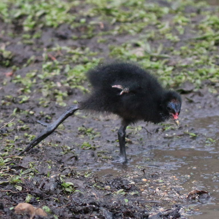 Moorhen chick