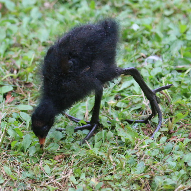 Moorhen chick