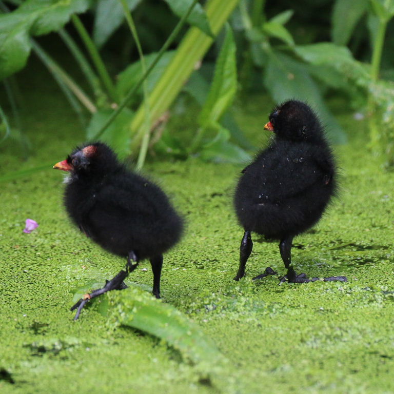 Moorhen chick