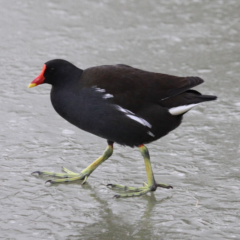 Moorhen feet
