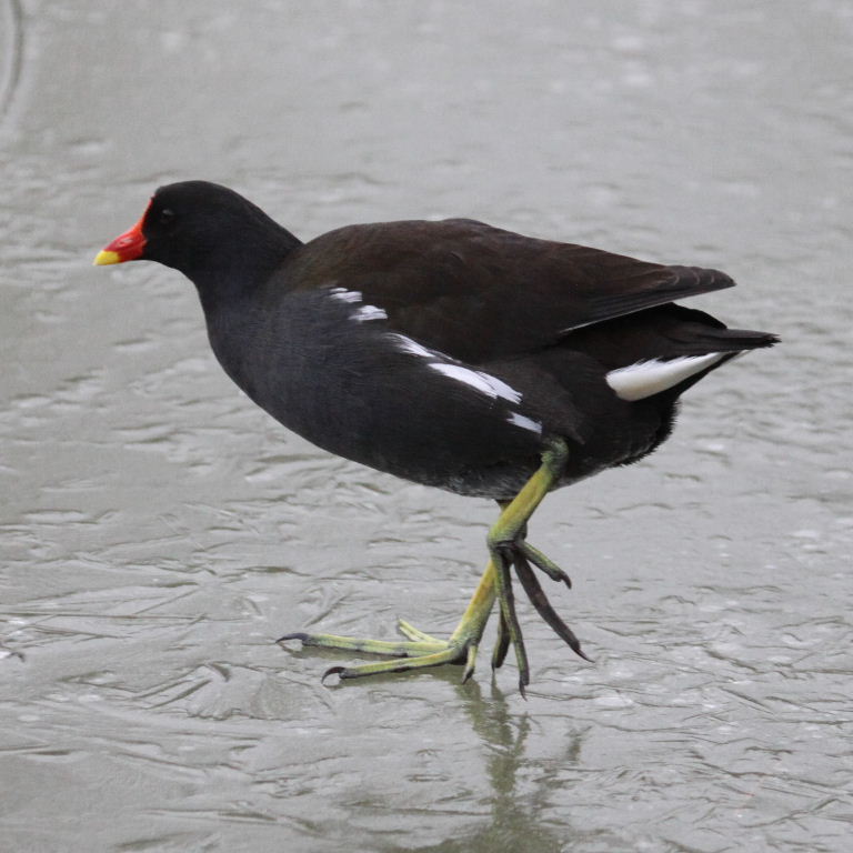 Moorhen walking on water
