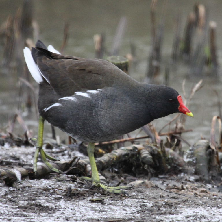 Moorhen