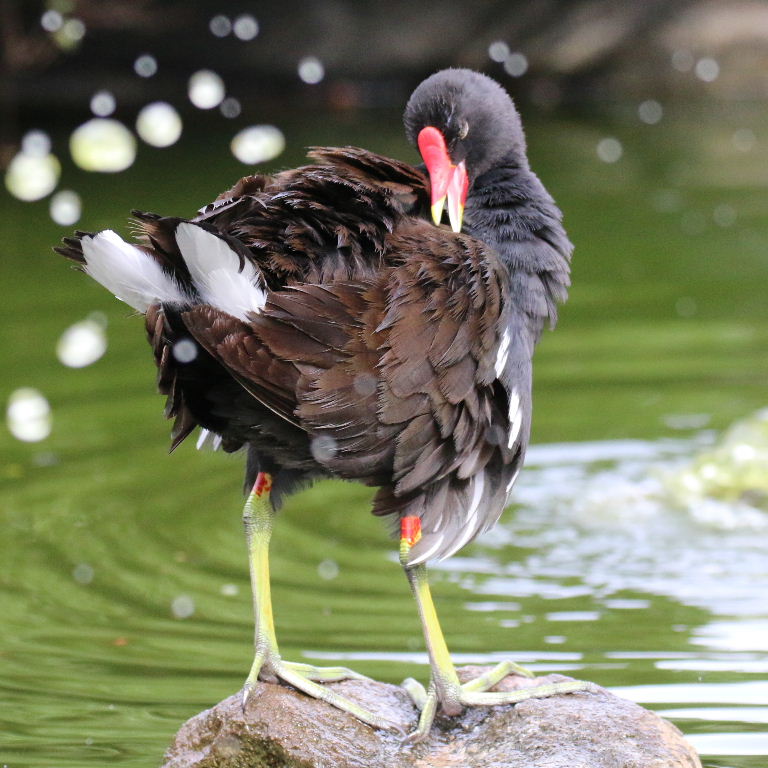 Moorhen