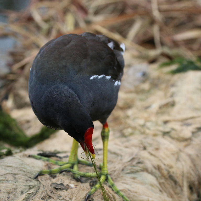 Moorhen