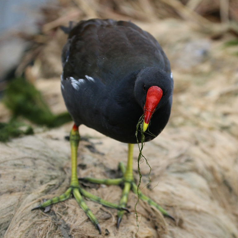 Moorhen