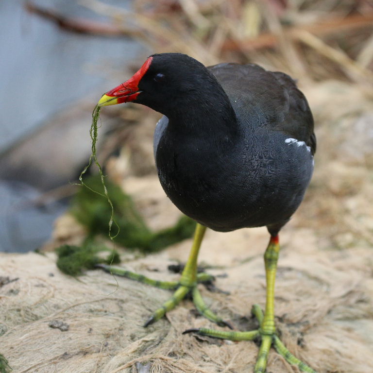 Moorhen