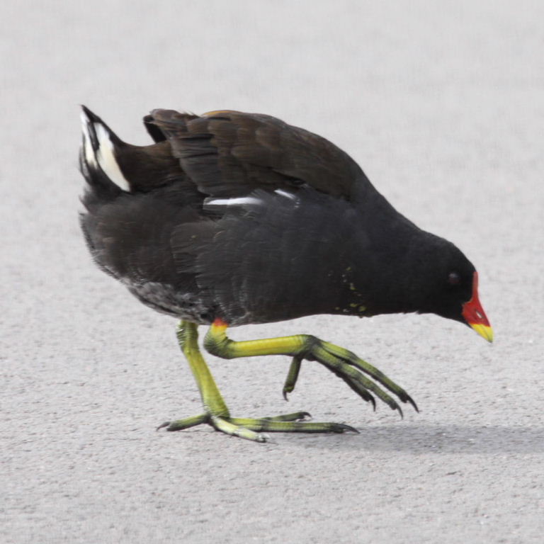 Moorhen on tiptoe
