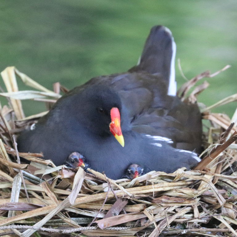 Moorhen on nest with chicks