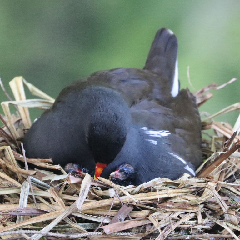 Moorhen on nest with chicks
