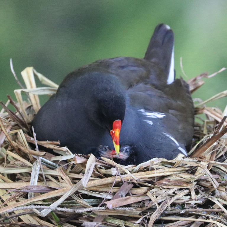 Moorhen on nest with chicks