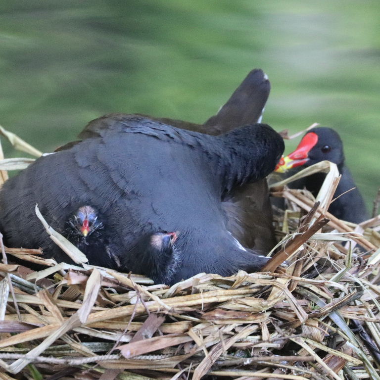 Moorhen on nest with chicks