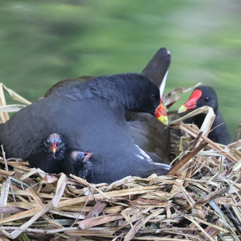 Moorhen on nest with chicks