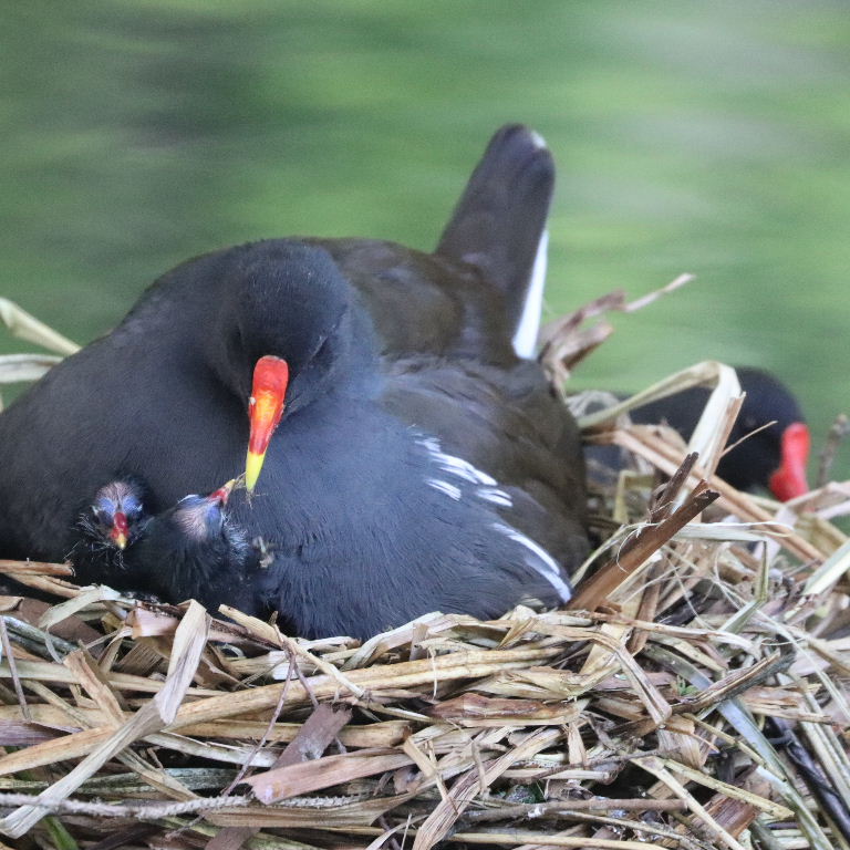 Moorhen on nest with chicks