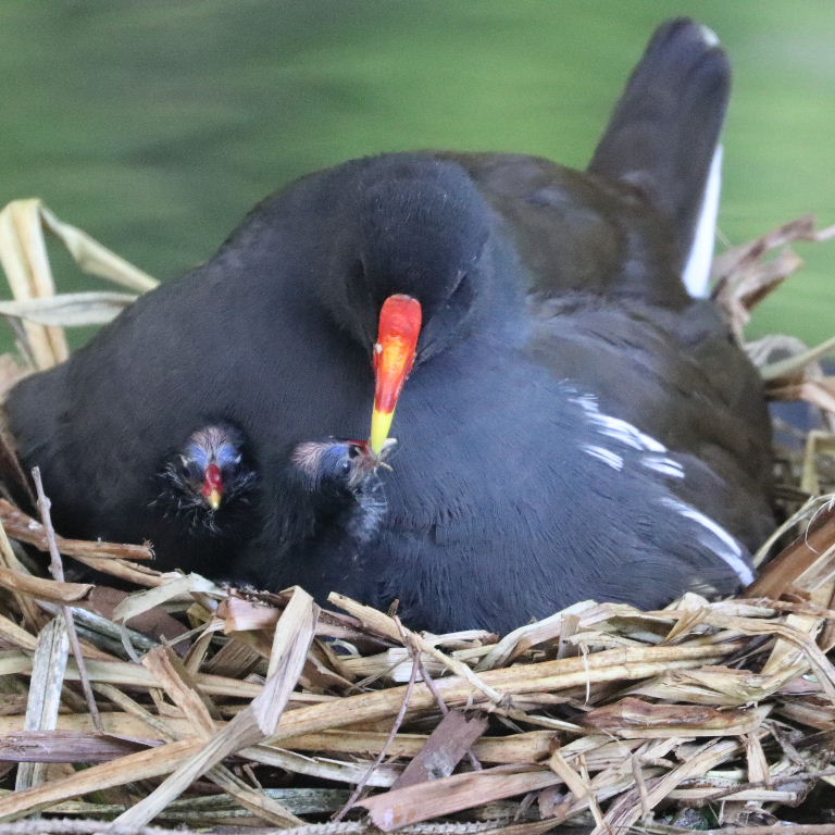 Moorhen on nest with chicks