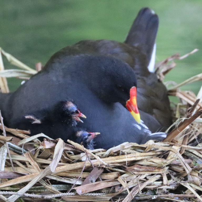 Moorhen on nest with chicks