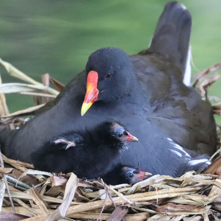 Moorhen on nest with chicks