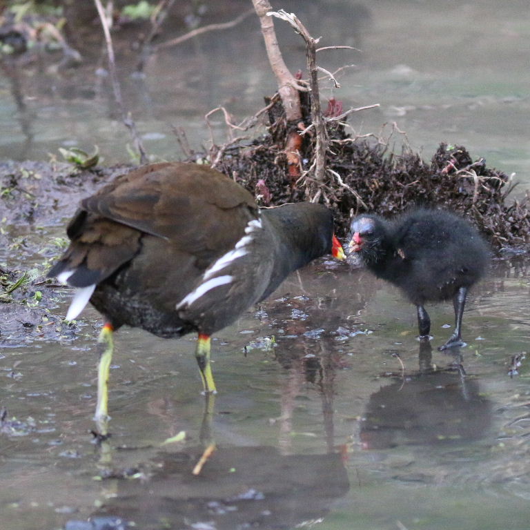 Moorhen with chick