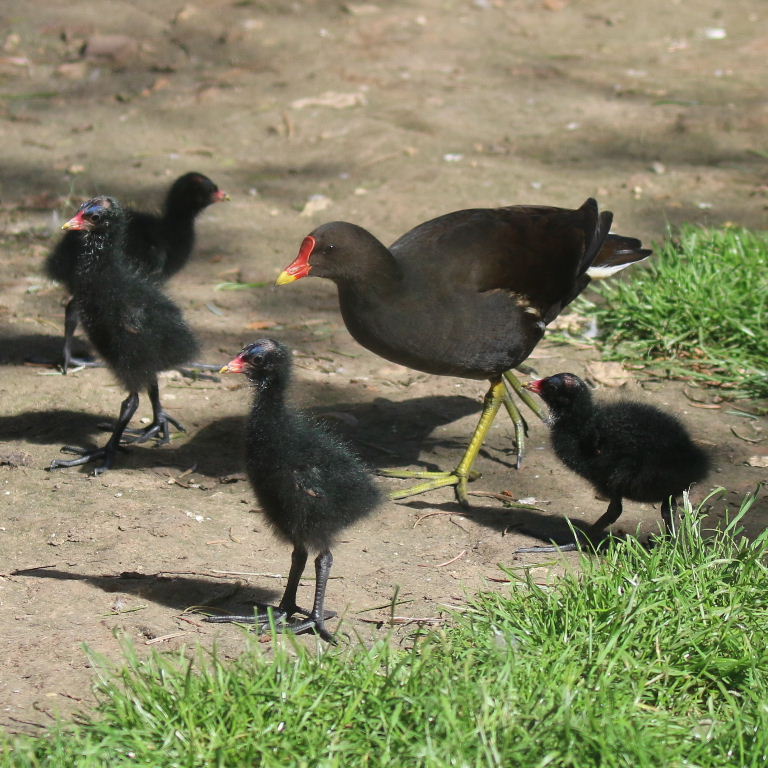 Moorhen with chicks