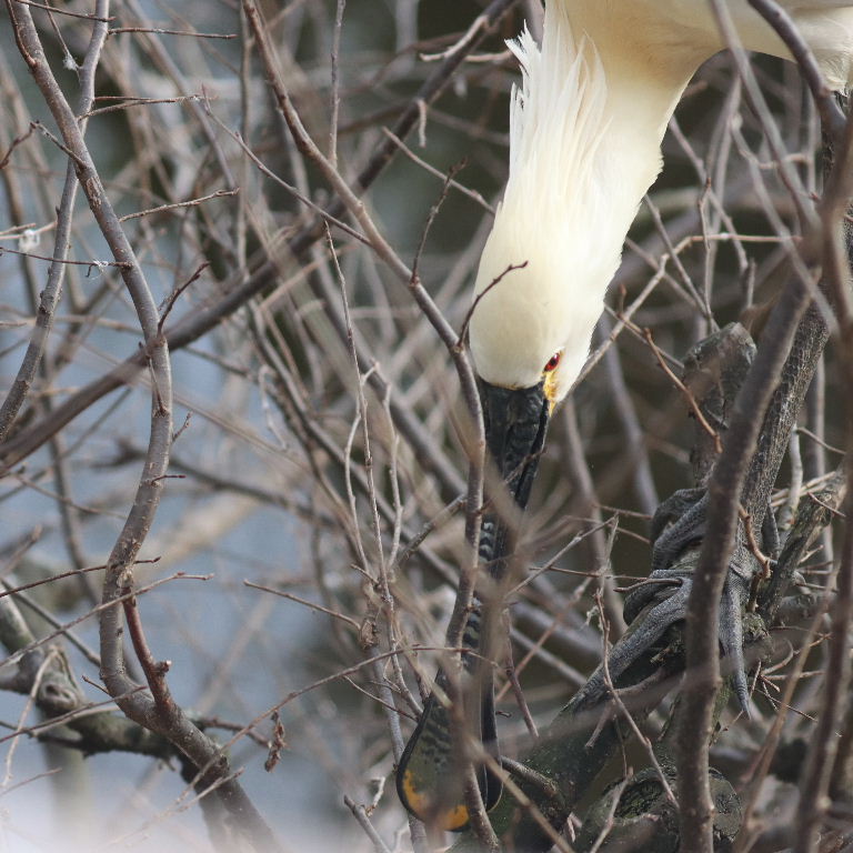 Eurasian Spoonbill