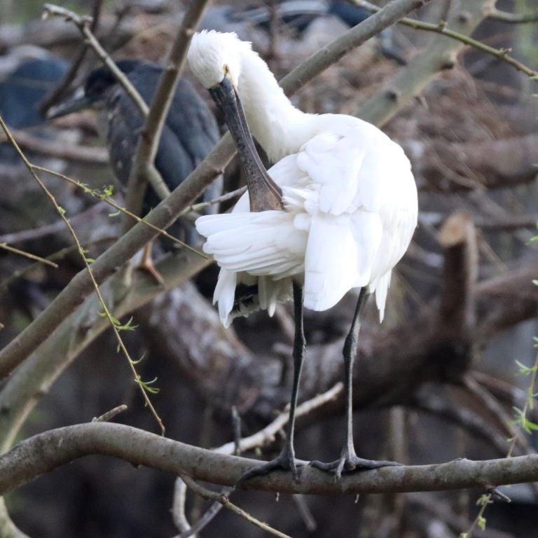 Eurasian Spoonbill