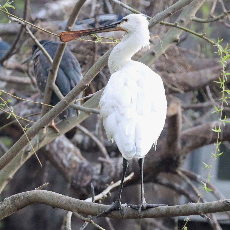Eurasian Spoonbill
