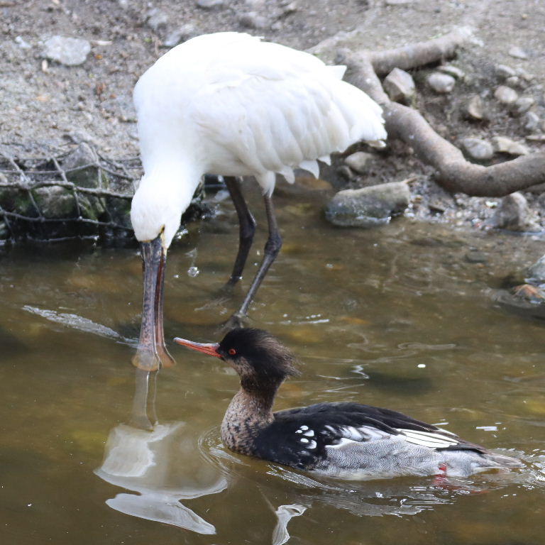 Eurasian Spoonbill with Red-breasted Merganser