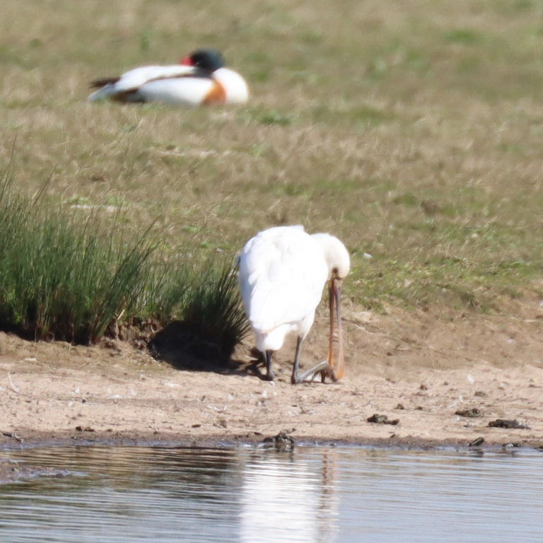 Eurasian Spoonbill